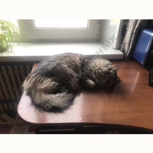 Потерялся Кот (Сибирская кошка)