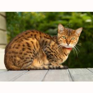 Потерялась Кошка
