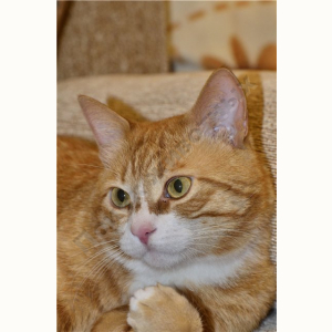 Потерялся Кот (Домашняя кошка)