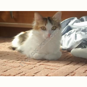 Потерялась Кошка (Домашняя)