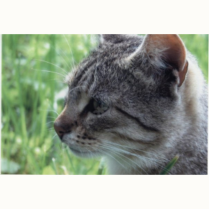 Потерялся Кот (Домашняя)