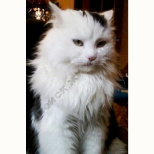 Потерялся Кот (Домашняя)