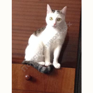 Потерялась Кошка (Домашняя)