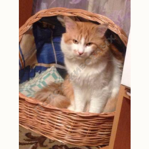 Потерялся Кот (Домашняя)