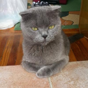 Потерялась Кошка (Домашняя)