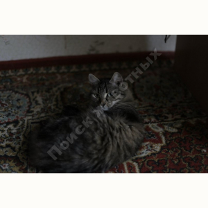 Потерялась Кошка (Сибирская кошка)