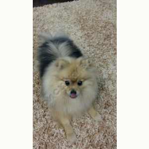 Потерялся Пёс (Порода не известна)
