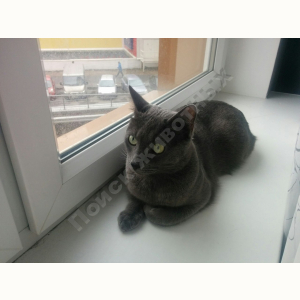 Потерялся Кот (Русская голубая кошка)