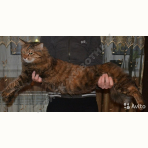 Потерялся Кот (Мейн кун)
