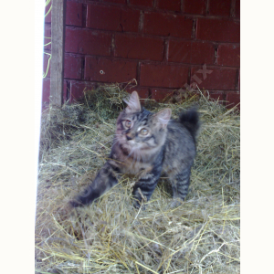 Потерялся Кот (Курильский бобтейл)
