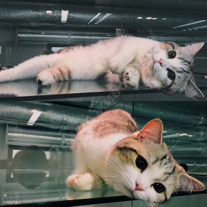 Потерялся Кот (1)
