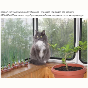 Потерялся Кот (Порода не известна)