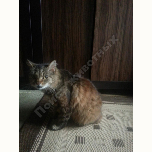 Потерялась Кошка (1)