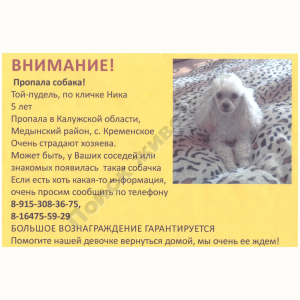 Потерялась Собака (Пудель)