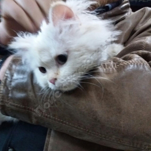 Найдена Кошка (Порода не известна)