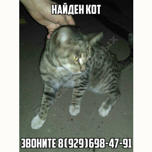 Найден Кот (Порода не известна)