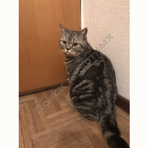 Найден Кот (Британская короткошёрстная кошка)