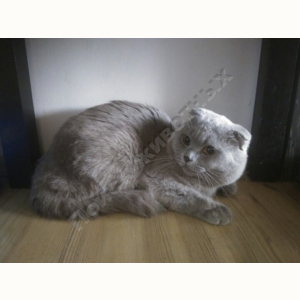 Найден Кот (Шотландская вислоухая кошка)