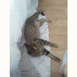 Найден Кот (Мейн-кун)