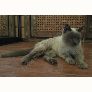 Найден Кот (Сиамская кошка)