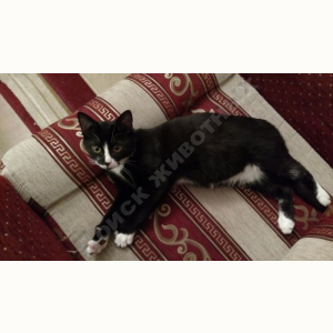 Найден Кот (Европейская кошка)