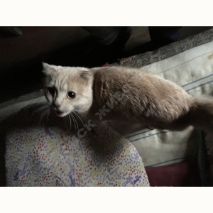 Найден Кот (Домашняя)