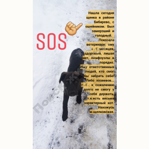 Найден Пёс (Порода не известна)