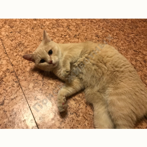 Найден Кот (1)
