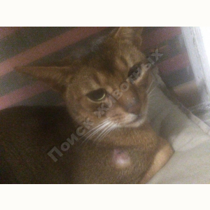 Найден Кот (Абиссинская кошка)