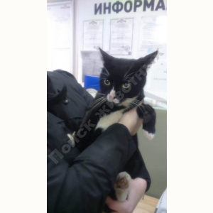 Найден Кот (Порода не известна)