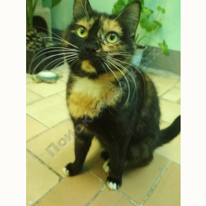 Найдена Кошка (Порода не известна)