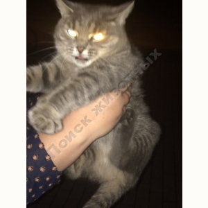 Найден Кот (Порода не известна)