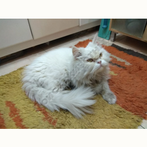 Найден Кот (Персидская кошка)