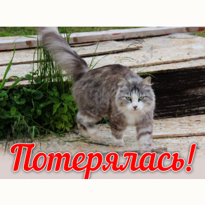 Потерялась Кошка (Порода не известна)