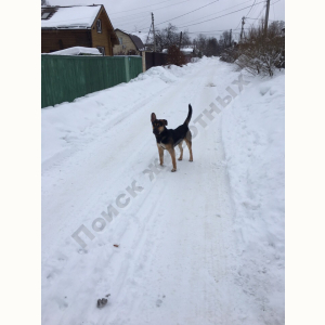 Найден Пёс (Порода не известна)