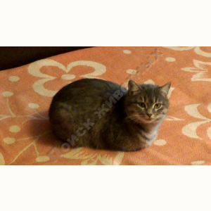 Потерялась Кошка (Домашняя)