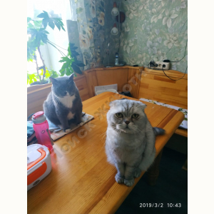 Потерялся Кот (Шотландская вислоухая кошка)