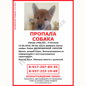 Потерялась Собака (Сиба-ину)
