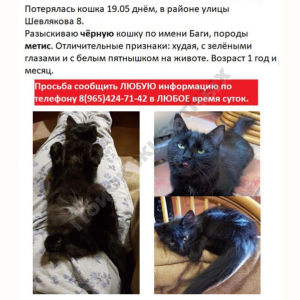 Потерялась Кошка (Порода не известна)