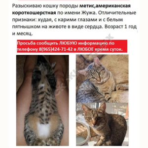 Потерялась Кошка (Порода не известна)