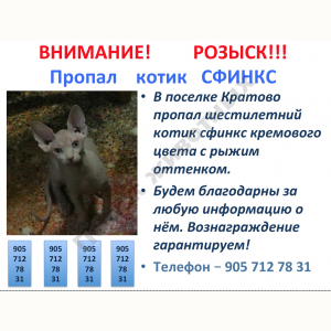 Потерялся Кот (Сфинкс)