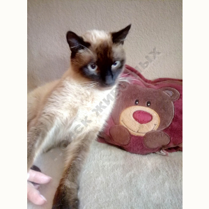 Найден Кот (Сиамская кошка)