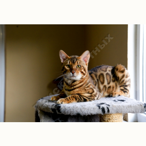 Потерялся Кот (Бенгальская кошка)