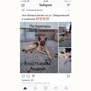 Потерялся Пёс (Немецкая овчарка)