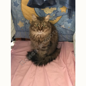 Потерялся Кот (Домашняя)