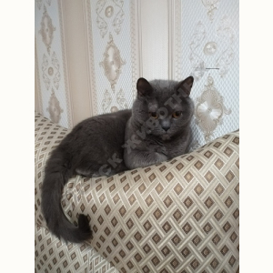 Потерялась Кошка (Бразильская короткошёрстная кошка)