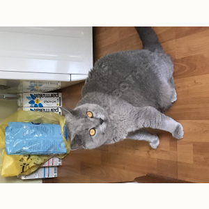 Найден Кот (Британская короткошёрстная кошка)