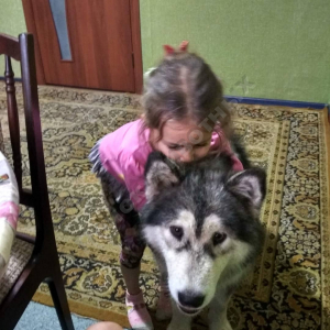 Потерялась Собака (Аляскинский маламут)