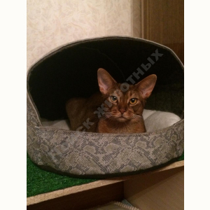Потерялся Кот (Абиссинская кошка)