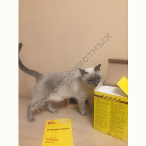 Потерялась Кошка (Тайская кошка)